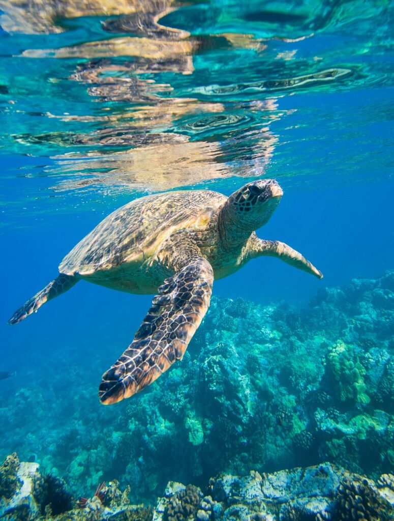 sea turtle, is, nature, animals